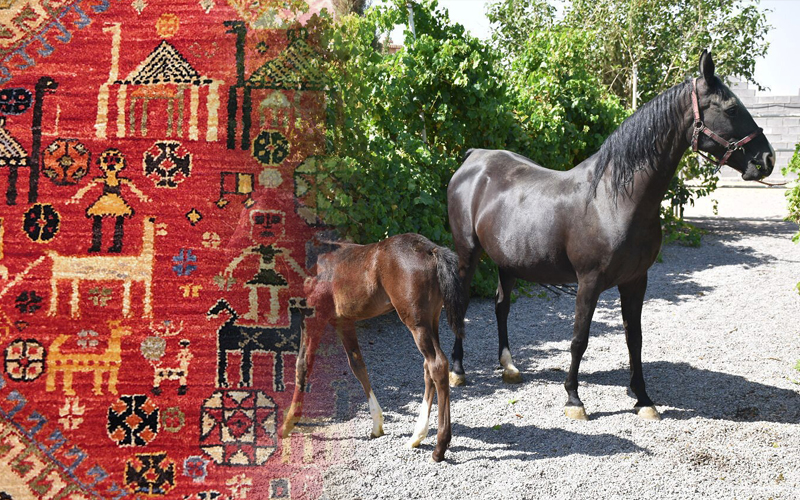ایجاد رشته پرورش اسب و بافت فرش در هنرستان راز و جرگلان