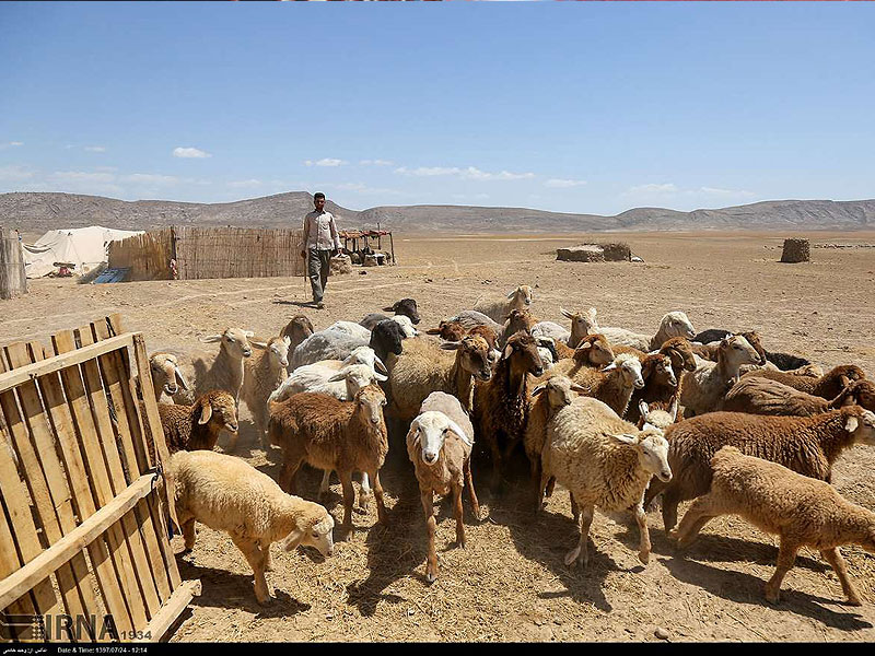 پشم‌های رنگی گوسفندان خراسان شمالی بدون مشتری