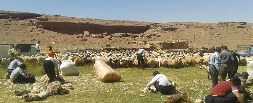 Pashmchini